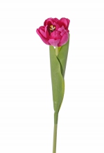 Tulp, REAL TOUCH, 45cm
